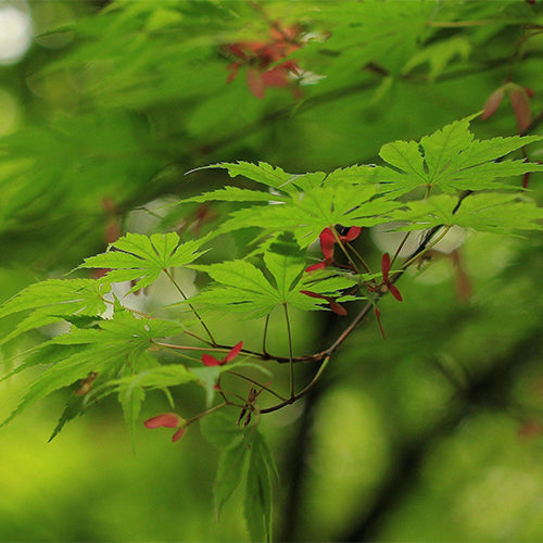 Acer-palmatum-Palmate-maple-Seeds
