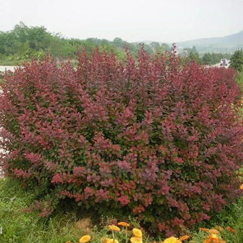 Berberis-thunbergii-Japanese-barberry-Seeds