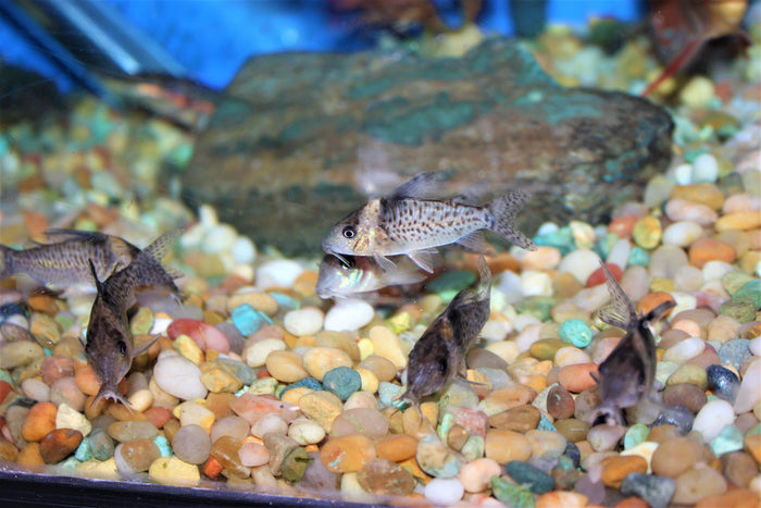 Cory melanistius