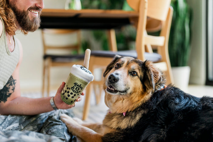 Dog dad holding a Fog City Pet x Play Matcha Boba dog toy with a dog sitting next to them in a casual setting.
