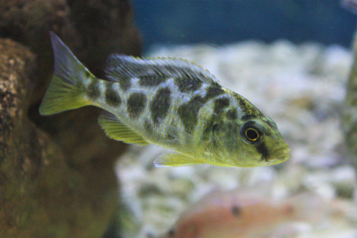 Nimbochromis venustus