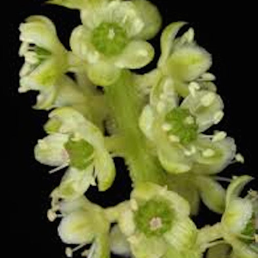 Pokeweed