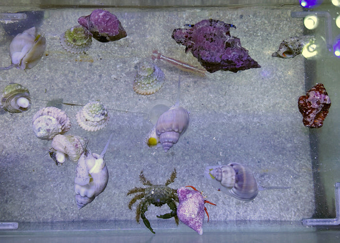 100 Gallon Clean Up Crew