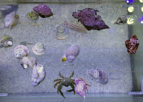 15 Gallon Clean Up Crew