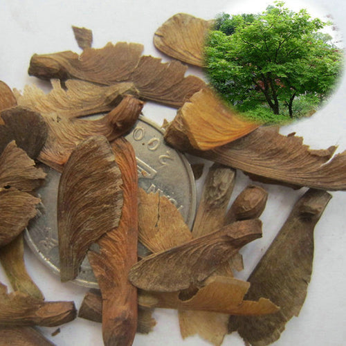 Acer palmatum  maple Seeds