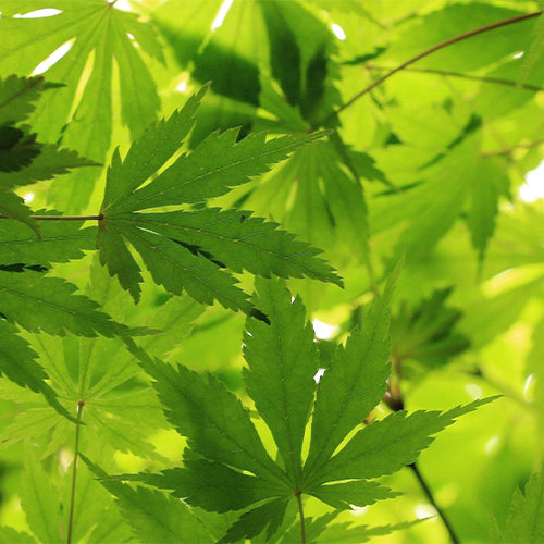 Acer-palmatum-Palmate-maple-Seeds