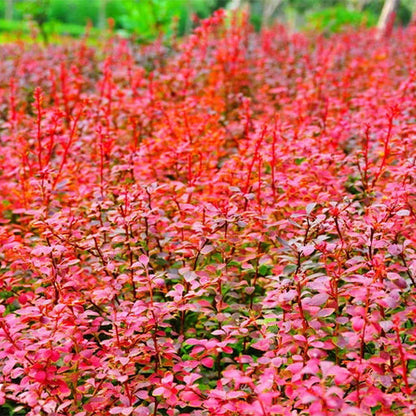 Berberis-thunbergii-Japanese-barberry-Seeds