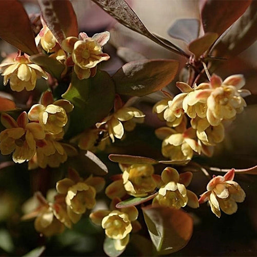 Berberis-thunbergii-Japanese-barberry-Seeds