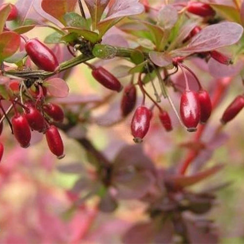 Berberis-thunbergii-Japanese-barberry-Seeds