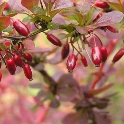 Berberis-thunbergii-Japanese-barberry-Seeds