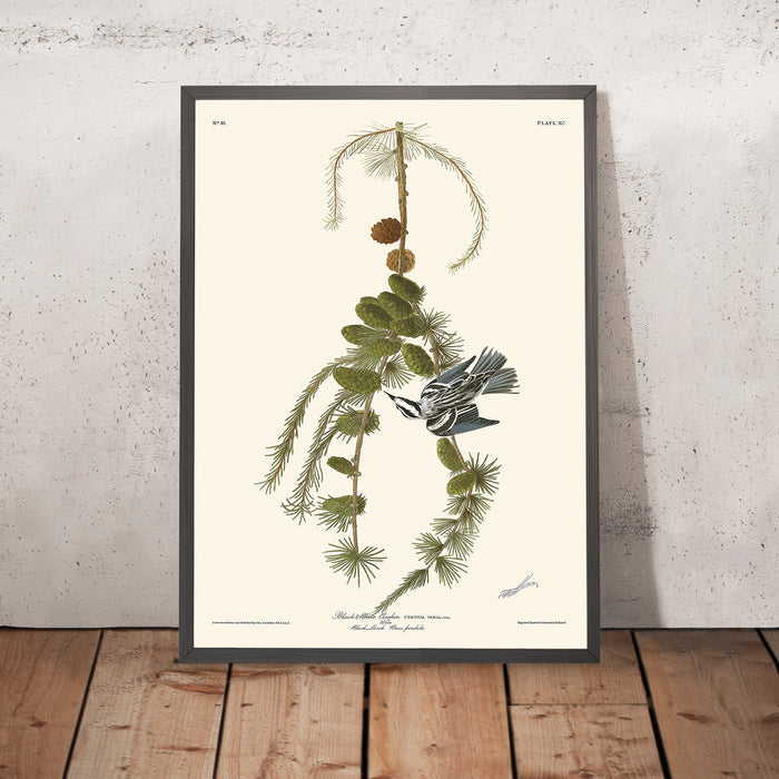 Black & White Creeper by John James Audubon, 1827