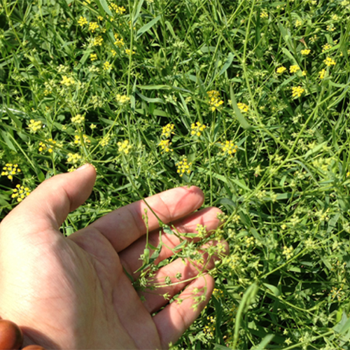 Bupleurum chinense & Bupleurum Seeds