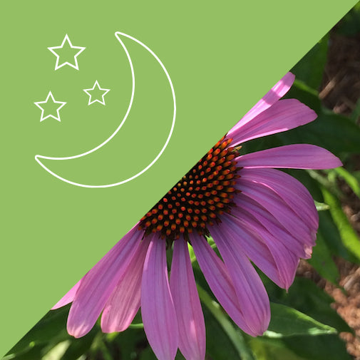 Chakra Alignment #26