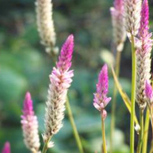 Chinese Woolflower