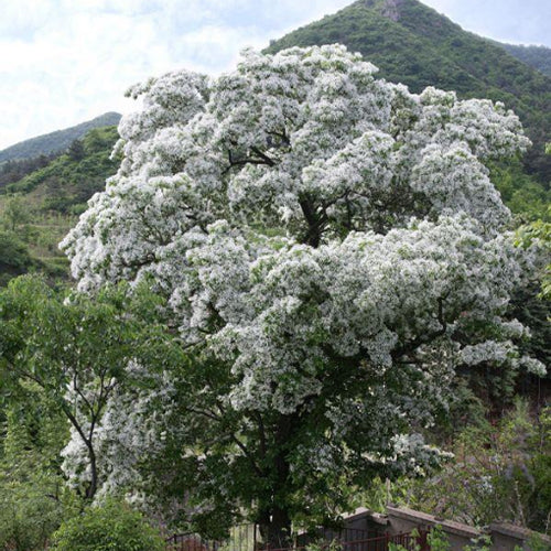 Chionanthus-retusus-Tassel-Tree-Seeds