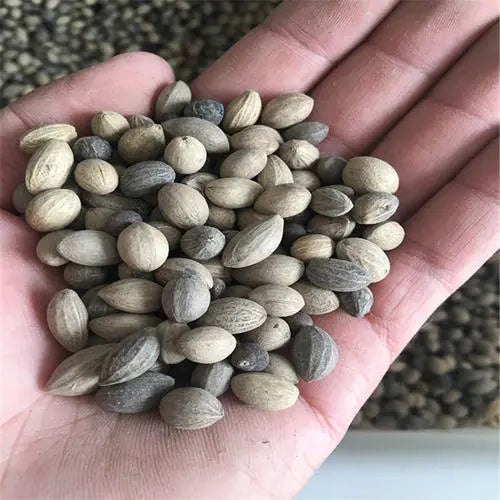 Chionanthus-retusus-Tassel-Tree-Seeds