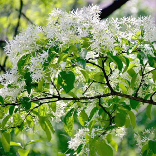 Chionanthus-retusus-Tassel-Tree-Seeds