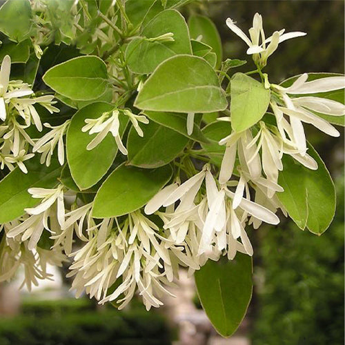 Chionanthus-retusus-Tassel-Tree-Seeds