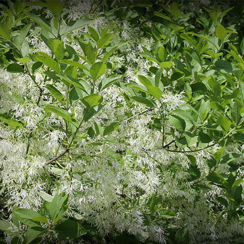 Chionanthus-retusus-Tassel-Tree-Seeds