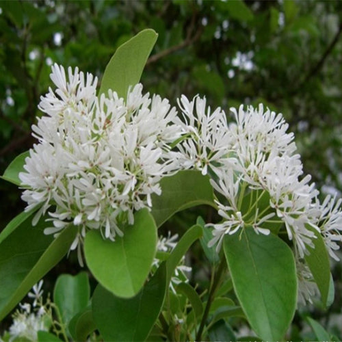 Chionanthus-retusus-Tassel-Tree-Seeds