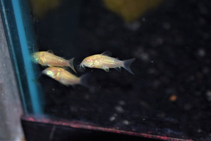 Cory Aneus "Albino" Longfin