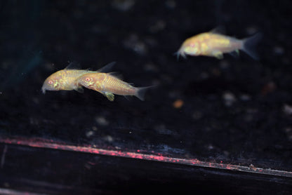 Cory Aneus "Albino" Longfin