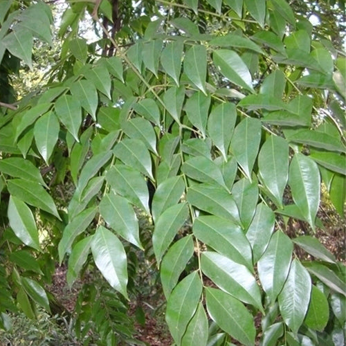 Erythrophleum-fordii-Seeds