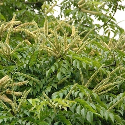 Erythrophleum-fordii-Seeds