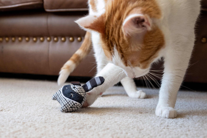 Feline Frenzy Forest Friends Collection - Bandit Buddies Toy Set with Raccoon toy being pawed at by a ginger cat