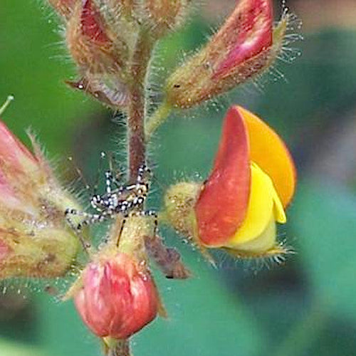 Fire Pea