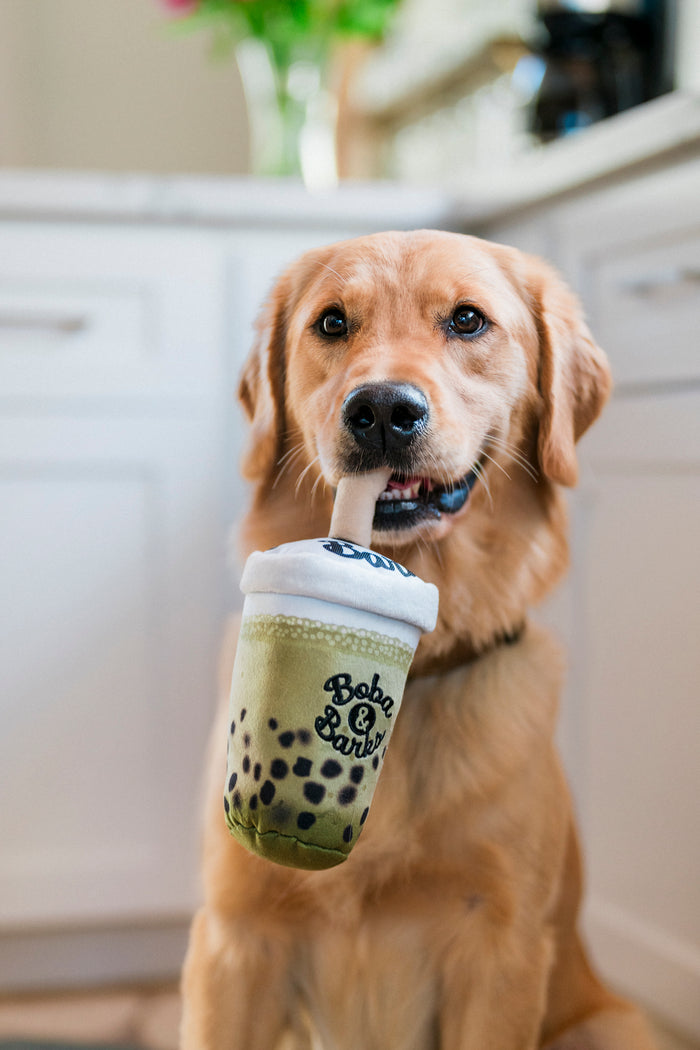 A dog holding the Fog City Pet x Play Matcha Boba by a straw in its mouth in a kitchen setting.