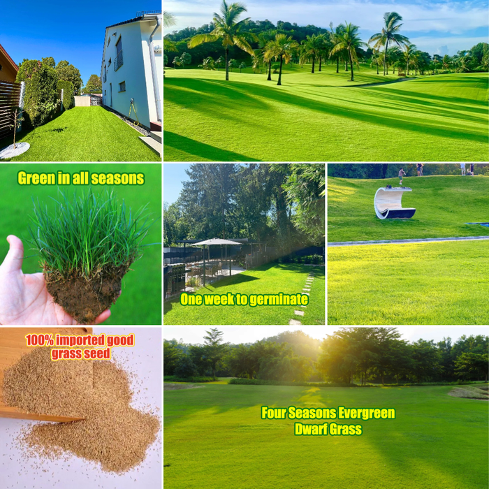 🌱 Σπόροι Four Seasons Evergreen Dwarf Grass | Δημιουργήστε το τέλειο γκαζόν σας ξεκινώντας από εδώ!-GR