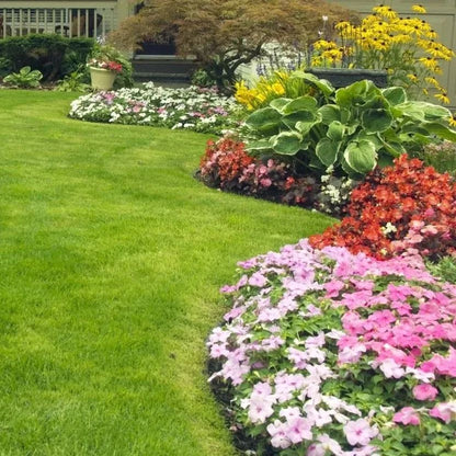 🌱 Σπόροι Four Seasons Evergreen Dwarf Grass | Δημιουργήστε το τέλειο γκαζόν σας ξεκινώντας από εδώ!-GR