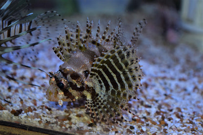 Fuzzy Dwarf Lionfish