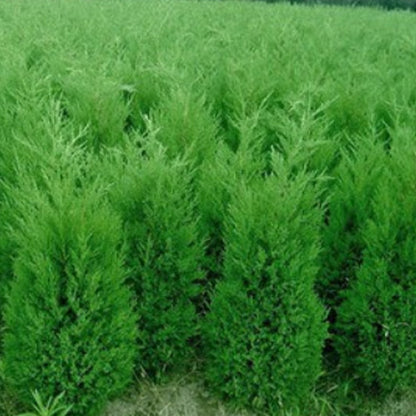 Juniperus chinensis & Chinese juniper Seeds
