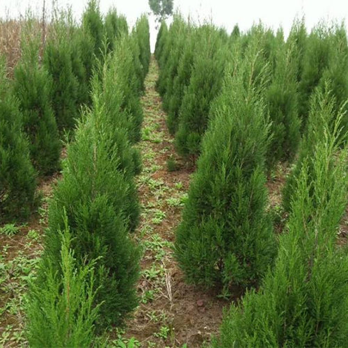 Juniperus chinensis & Chinese juniper Seeds