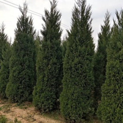 Juniperus chinensis & Chinese juniper Seeds