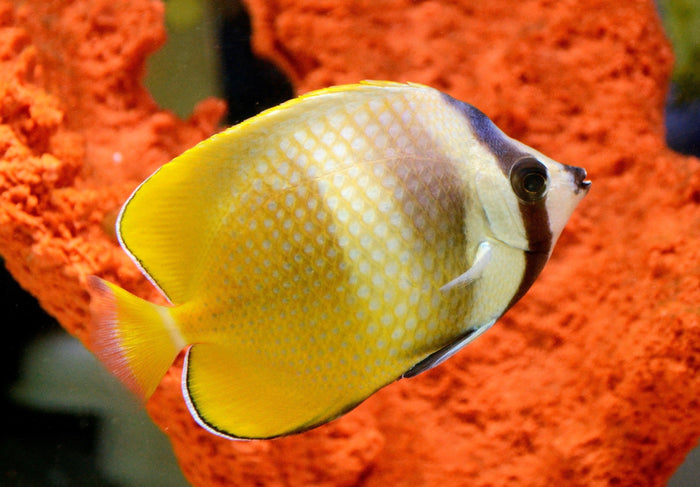 Kleini Butterfly