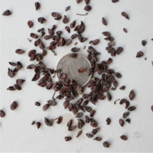 Mahonia fortunei & Chinese mahonia Seeds