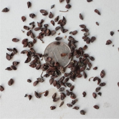 Mahonia fortunei & Chinese mahonia Seeds