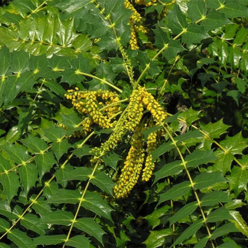 Mahonia fortunei & Chinese mahonia Seeds