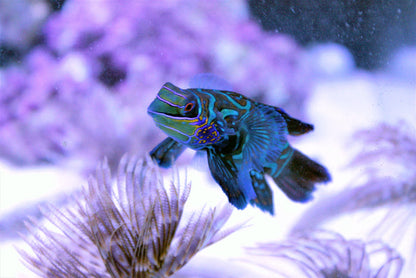 Mandarin Dragonet