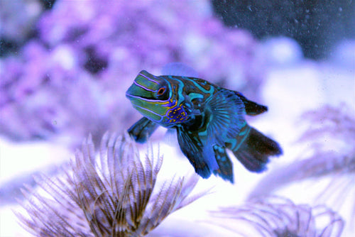 Mandarin Dragonet