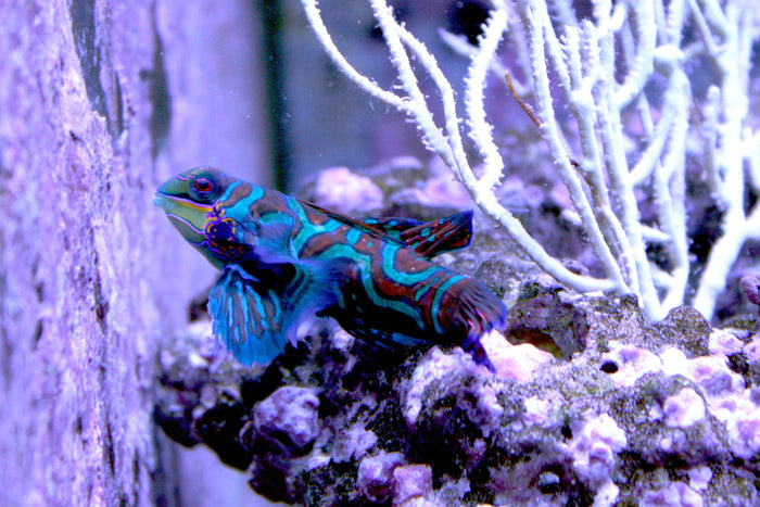 Mandarin Dragonet