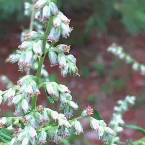 Mugwort