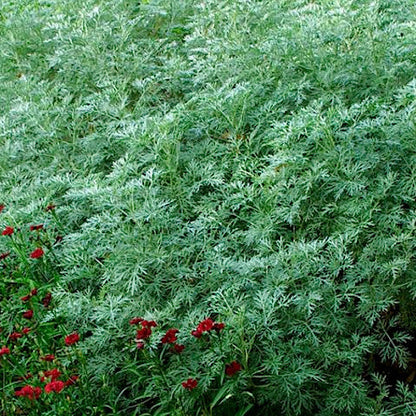 Mugwort