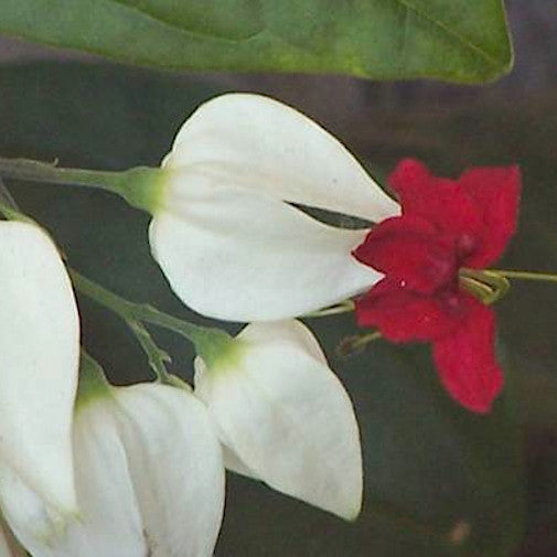 Pagoda Vine