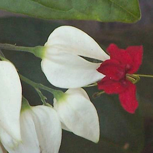 Pagoda Vine