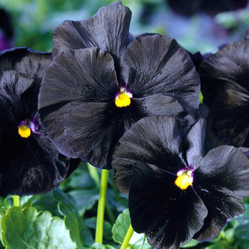 Pansy