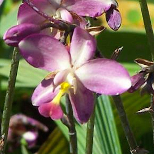 Purple Spathoglottis